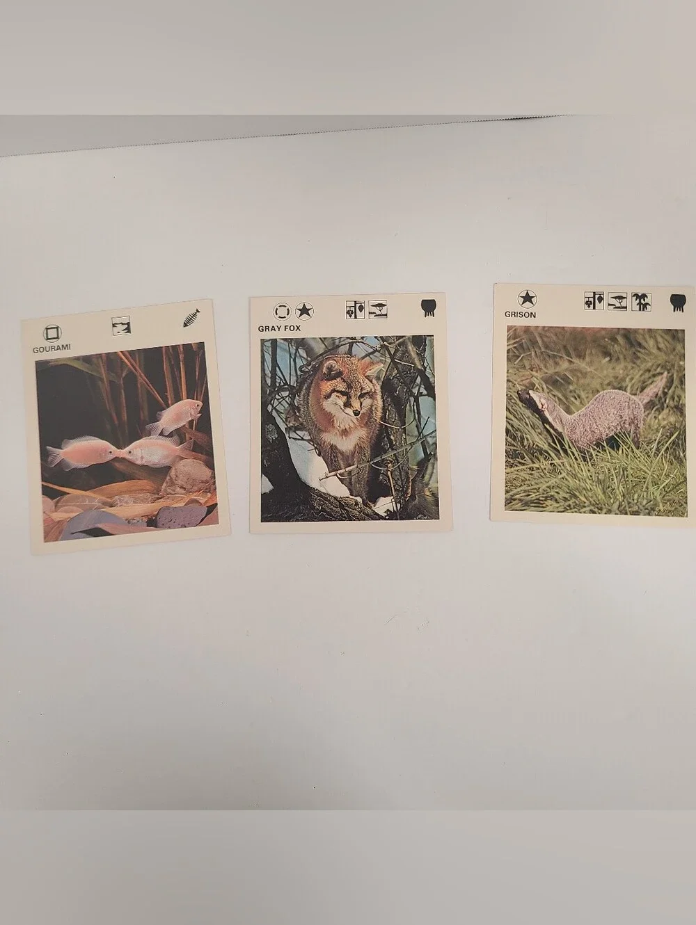 Vintage 1975 Illustrated Wildlife Treasury Plastic Box Animal Info Cards